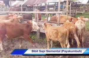 Bibit-Sapi-SIemental-Payakumbuh