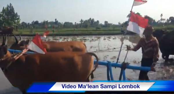 Malean-Sampi-Lombok