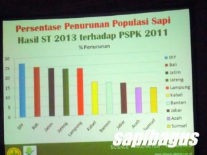 Breeding Sapi Indonesia