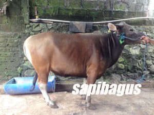 Harga-Sapi-Bali-350kg