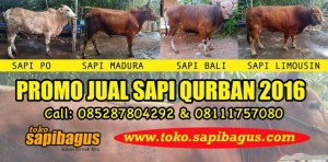 Jual-Sapi-Qurban-2016