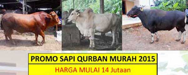 Harga-Sapi-Qurban-Murah-2015-1436H