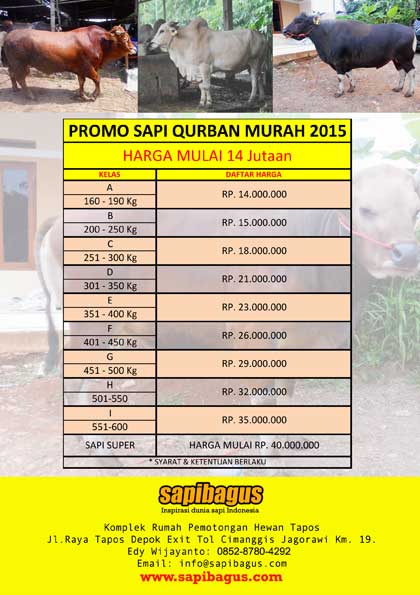 Update Promo Harga Sapi Qurban Murah 2015