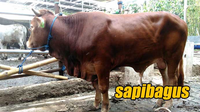 Bakalan-Sapi-Limousin-400-450kg