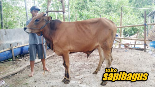 Jual-Bakalan-Sapi-Madura-002
