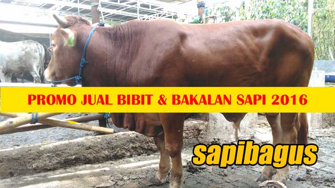 Promo-Jual-Bakalan-Sapi-Limousin-400kg