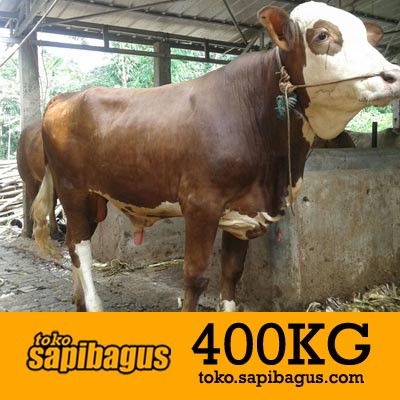 Sapi-Simental-400kg-2016