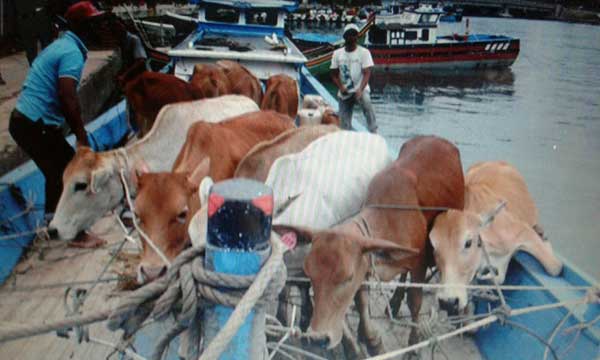 Kapal-ternak-sapi-tradisional