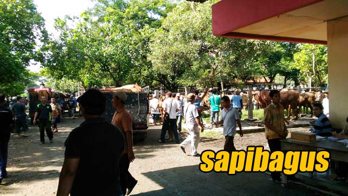Pasar-Sapi-Tulungagung-2016