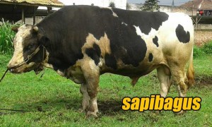 Sapi FH Friesian Holstein