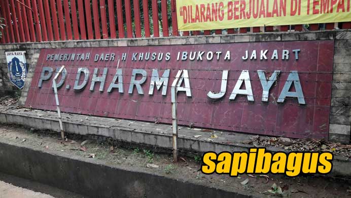 PD-Dharma-Jaya-Sapi