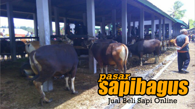 Bakalan sapi bali kupang di pasar ternak Lili Kabupaten Kupang