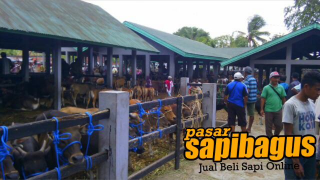 Bibit sapi bali kupang di pasar ternak Lili Kabupaten Kupang
