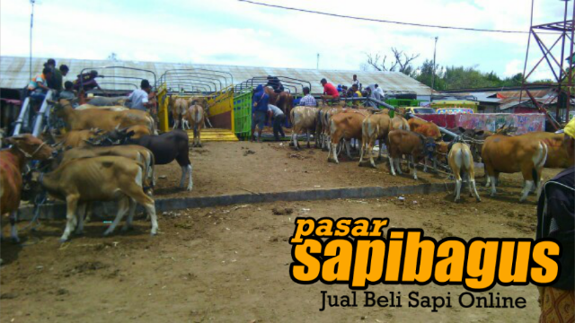 Pendaratan dan pengangkutan pasar sapi Lili Kabupaten Kupang