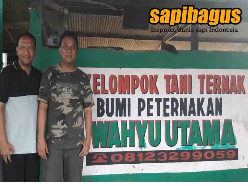 Founder sapibagus.com Berkunjung Ke Kelompok Tani Ternak di Tuban