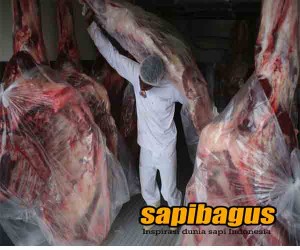 Kasus Korupsi Daging Impor