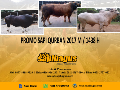 Promo Sapi Kurban 2017
