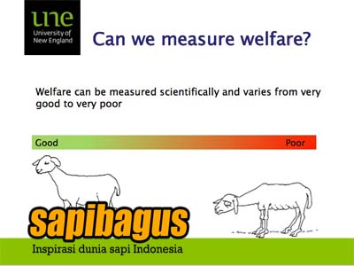 animal-welfare