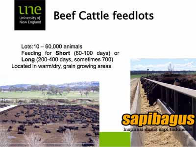beef-cattle-feedlots