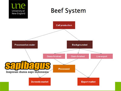 beef-system