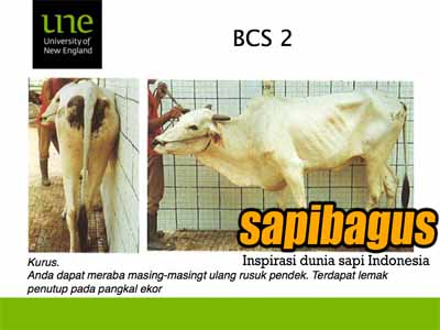body-condition-score-2-sapibagus