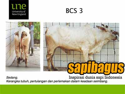 body-condition-score-3-sapibagus
