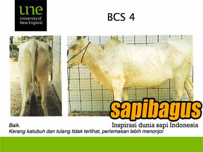body-condition-score-4-sapibagus