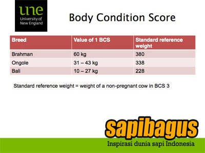 body-condition-score-sapibagus