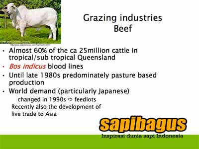 grazing-industries-beef