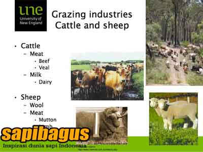 grazing-industries-cattle-and-sheep
