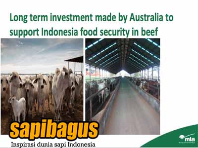 indonesia-bagian-pasar-sapi-3