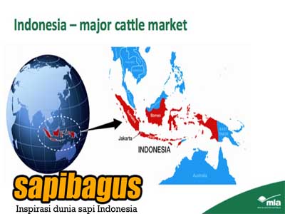 indonesia-bagian-pasar-sapi