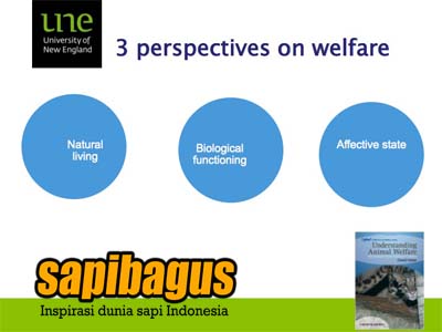 perspektif-on-welfare
