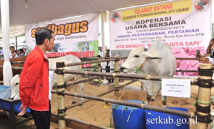 Presiden-Jokowi-Menyambangi-Stand-sapibagus
