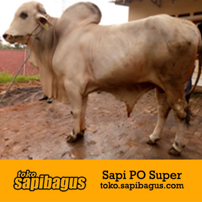 Sapi PO Super 750 Kg - sapibagus.com