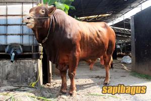 Sapi Favorit Peternak Lokal Indonesia