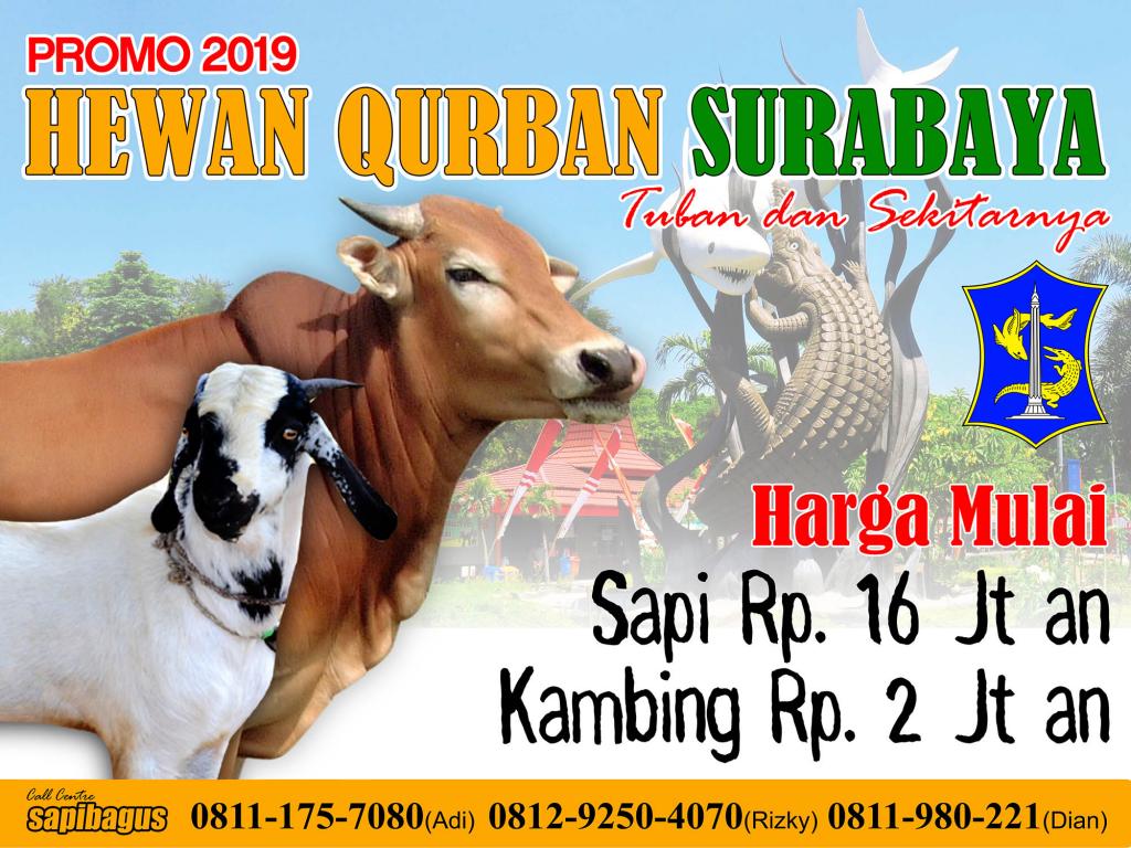 Promo Jual Hewan Qurban Sapi Dan Kambing Kurban Wilayah Surabaya 2019 Sapibagus Com