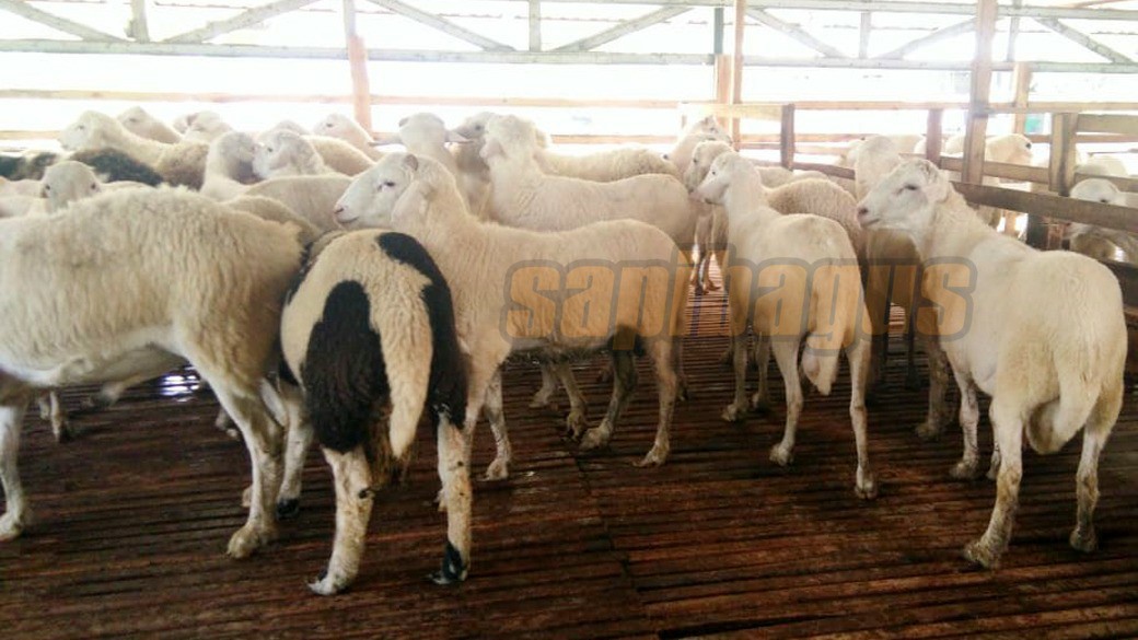 promo jual kambing domba mulai 2 jt an (10)