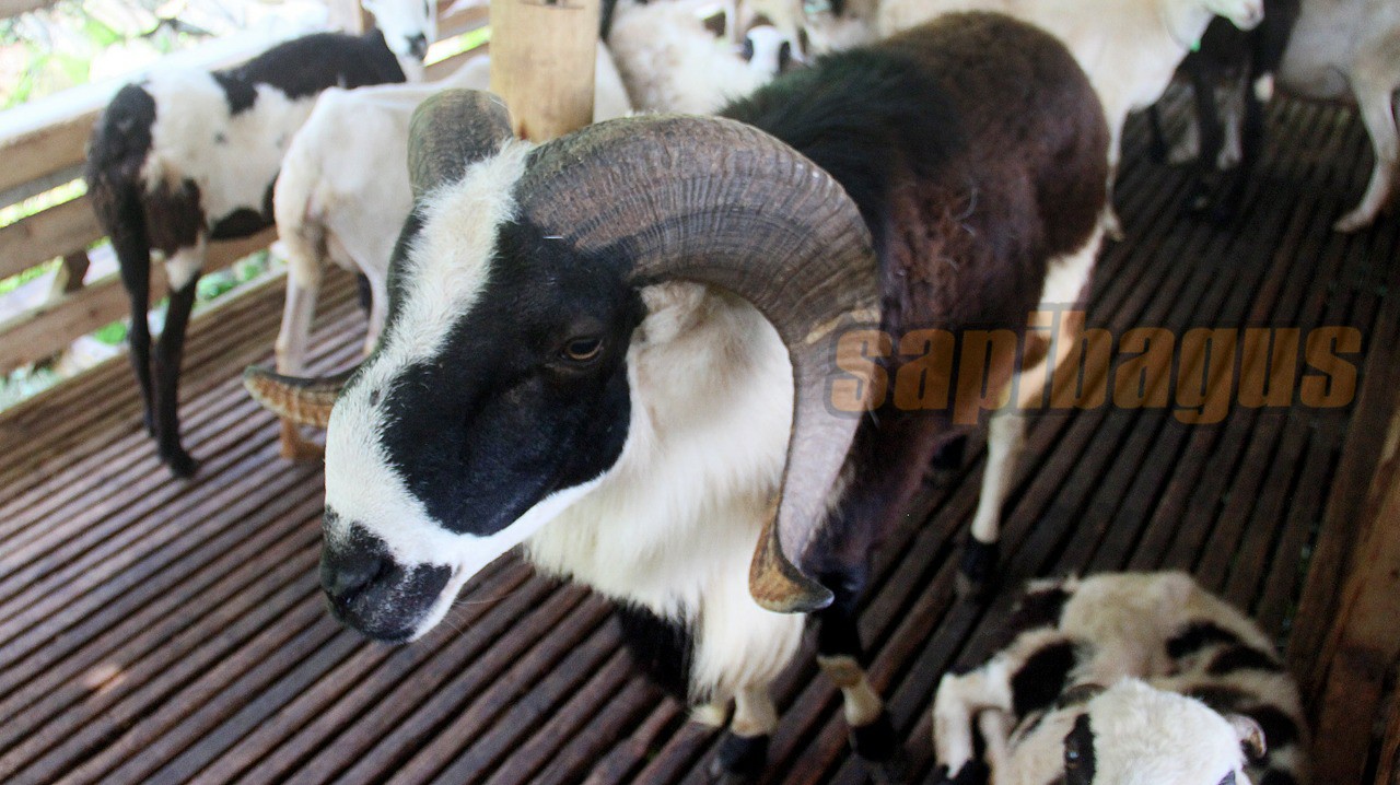 promo jual kambing domba mulai 2 jt an (12)