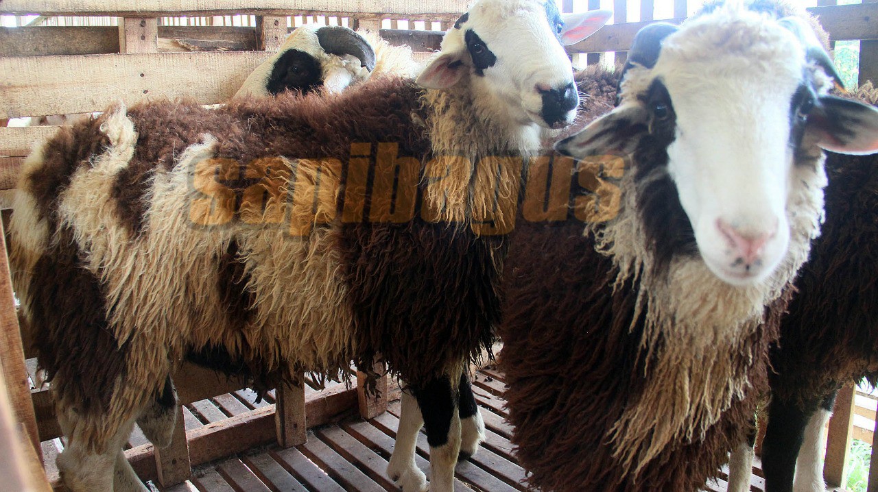 promo jual kambing domba mulai 2 jt an (15)