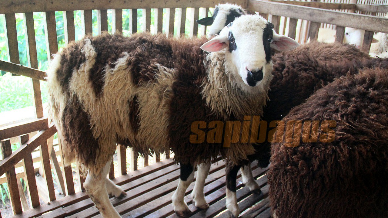 promo jual kambing domba mulai 2 jt an (16)