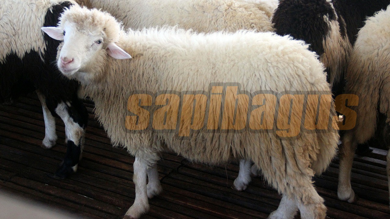 promo jual kambing domba mulai 2 jt an (17)