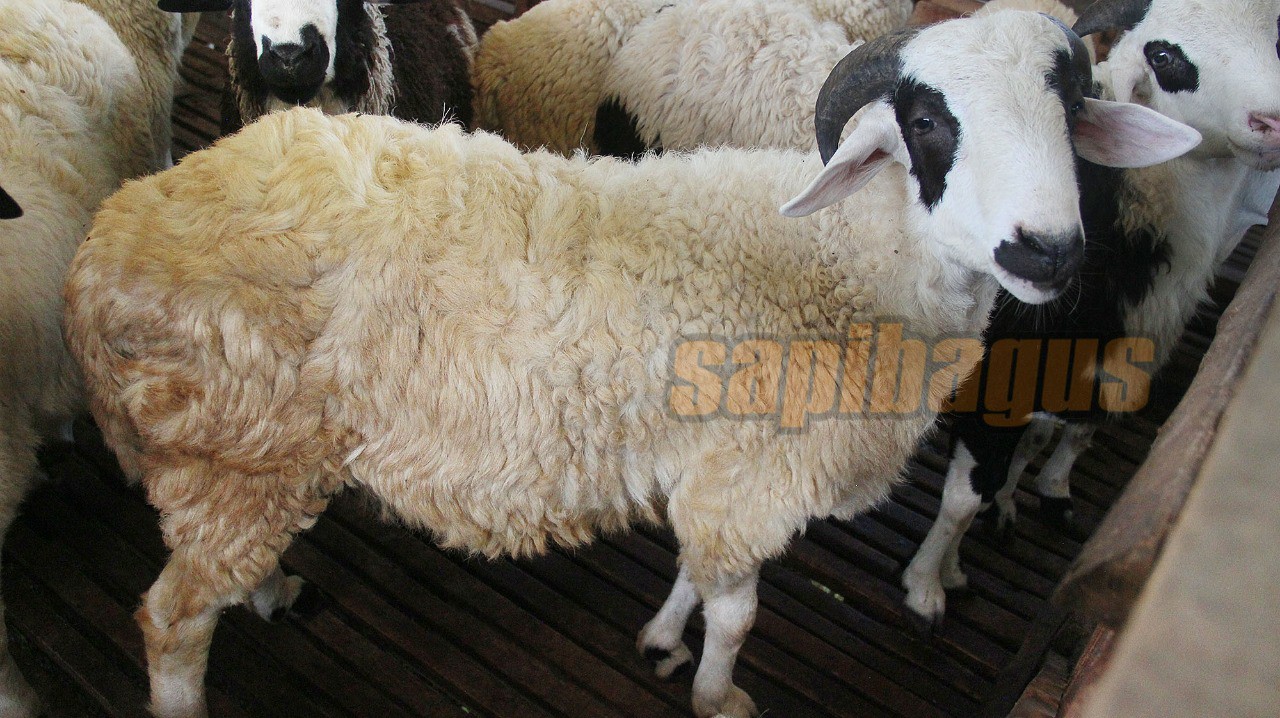 promo jual kambing domba mulai 2 jt an (18)