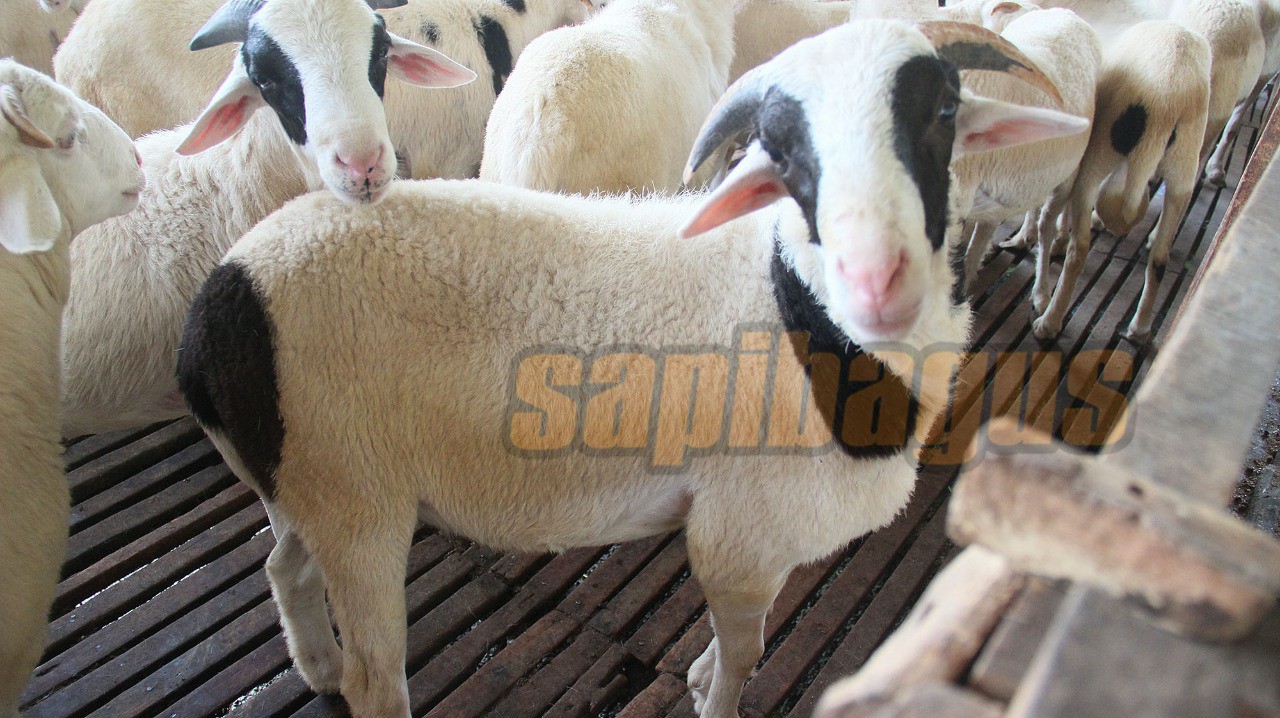 promo jual kambing domba mulai 2 jt an (21)
