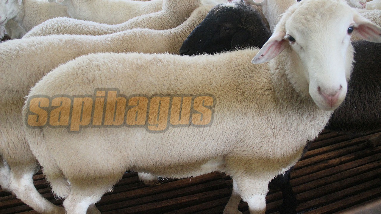 promo jual kambing domba mulai 2 jt an (22)
