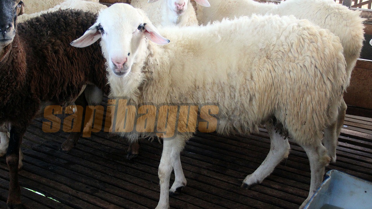 promo jual kambing domba mulai 2 jt an (23)