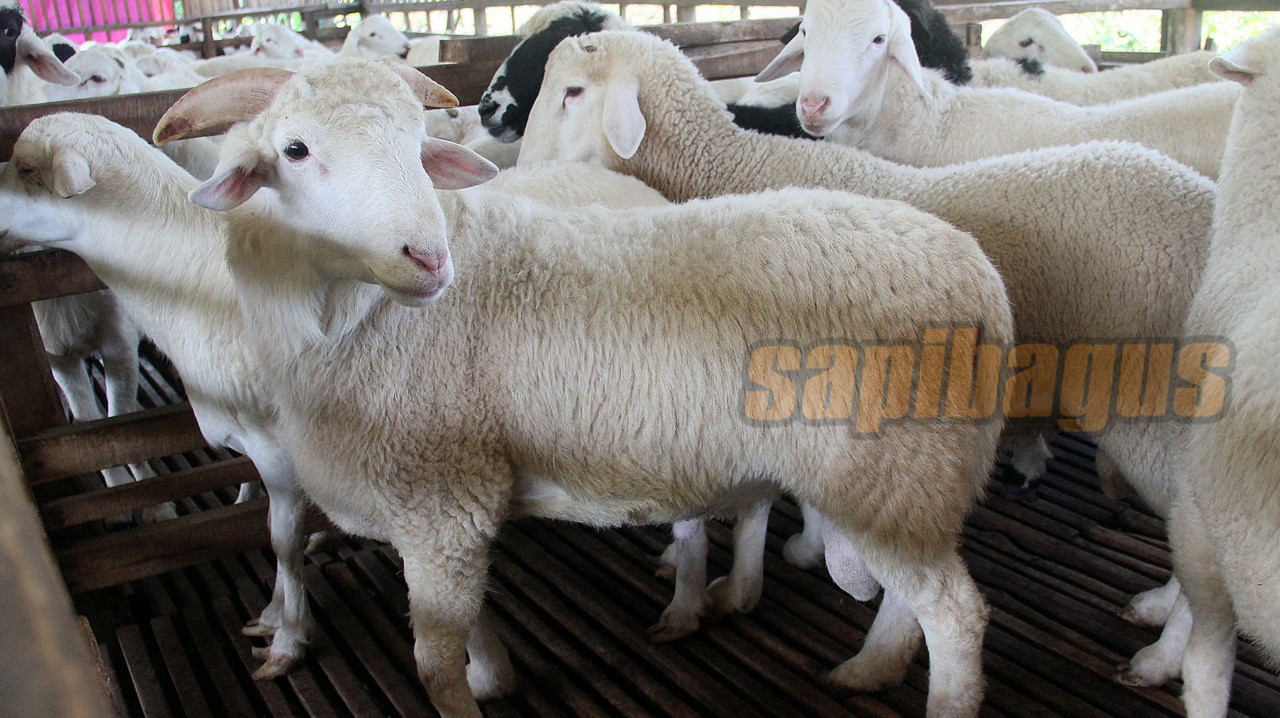 promo jual kambing domba mulai 2 jt an (24)