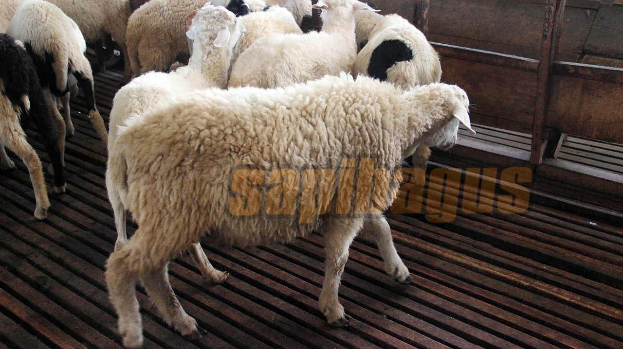 promo jual kambing domba mulai 2 jt an (25)