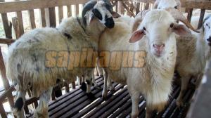 Jual Kambing Domba Qurban 2022 Harga Promo