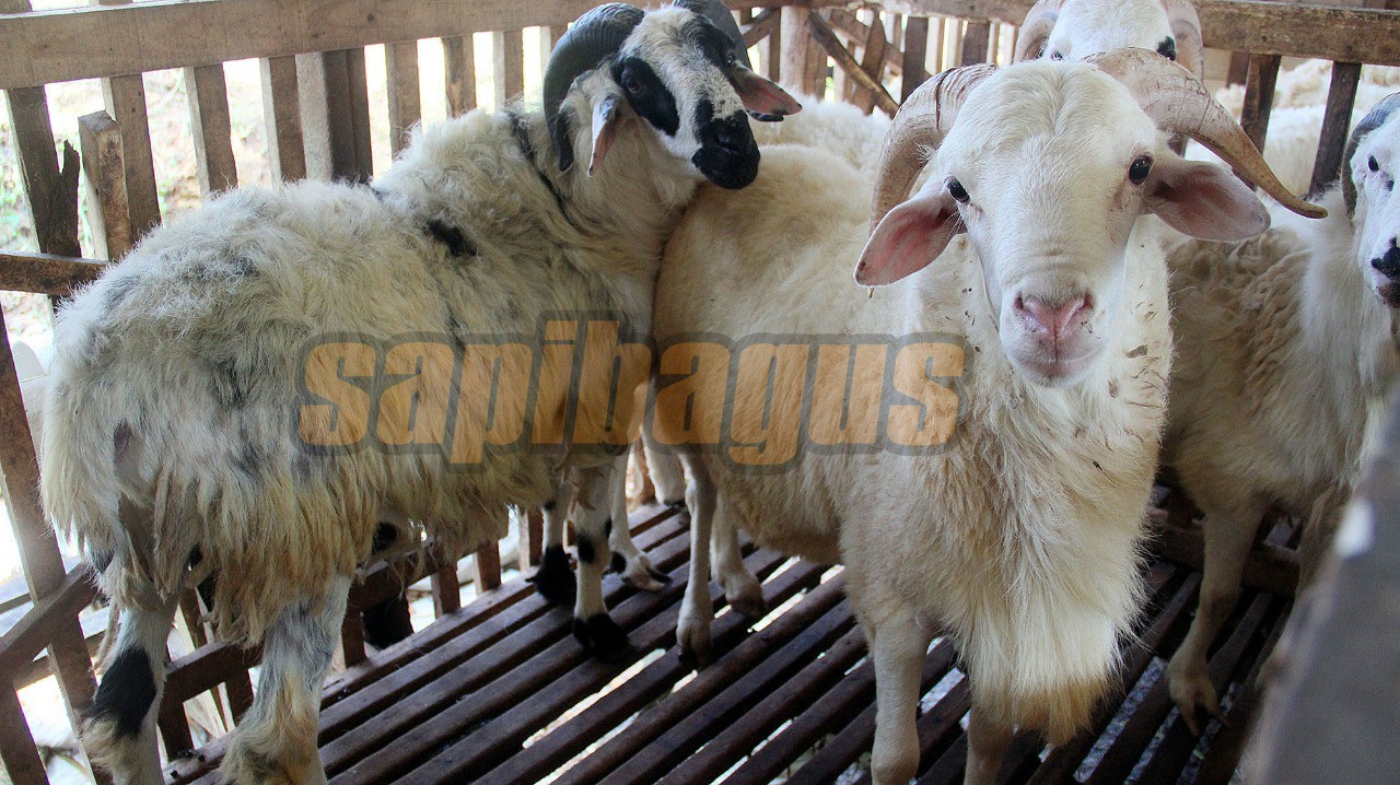 promo jual kambing domba mulai 2 jt an (26)